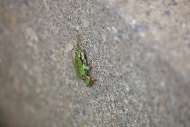 Pirinç tarlalarında yaşayan kurbağalar.