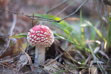 Kırmızı bulutlu gün batımı.