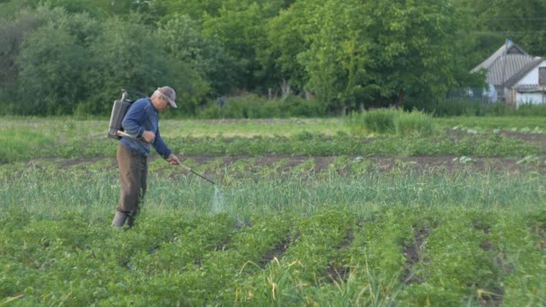 Bahçıvan Spreyler Pestisitler Patates Üzerinde Böcekleri Bırakır Colorado Patates Böceği — Stok video