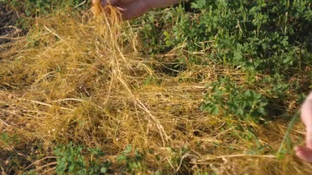 Dodder Gênero Cuscuta - planta parasitária. Dodder cresce em torno de ramos trevo . — Vídeo de Stock