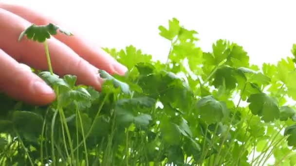 Parsley in vase, close-up. Leaves of intense green color, , are caressed by the male hand of a man. — Stock Video