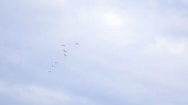 Mavi gökyüzünde bir sürü kuş göç arasında kuşlar Kuğu uçmak