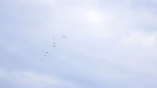 Pájaros cisnes vuelan a través del cielo azul en una bandada, migración de aves — Vídeo de stock