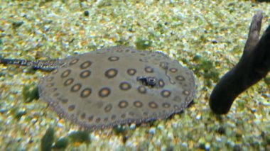Siyah elmas stingray, Potamotrygon leopold.