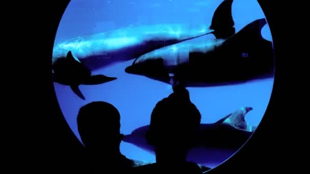 Kleine Jungen beobachten, wie ein paar Delfine im Pool durch das Glas schwimmen. Silhouette auf dem Hintergrund von Glas mit blauem Wasser und Delphinen. — Stockvideo