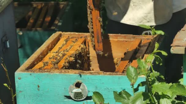 Der Imker zieht einen Honigrahmen aus dem Bienenstock. — Stockvideo