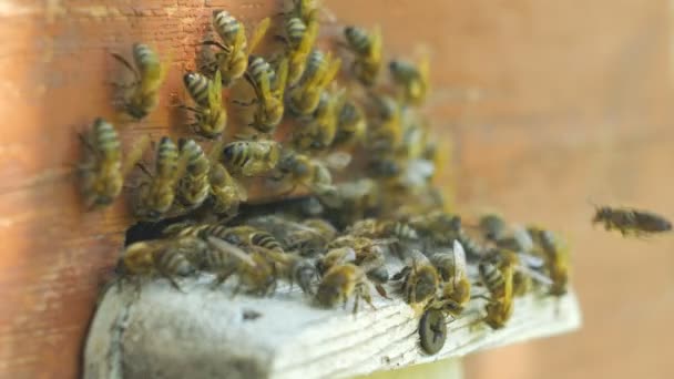 Abejas de miel pululando y volando alrededor de su colmena — Vídeo de stock