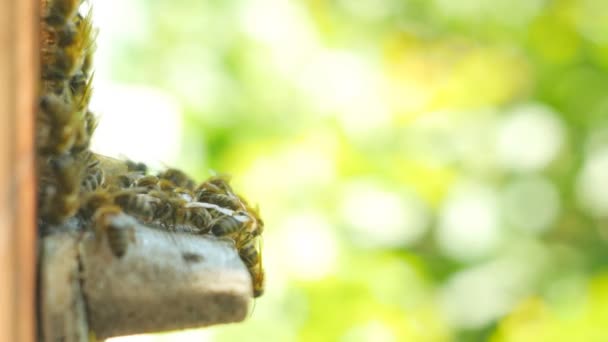 Honigbienen schwärmen und fliegen um ihren Bienenstock — Stockvideo