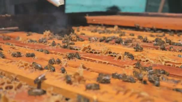 Imker raucht den Rauch der Bienen - vertreibt Bienen — Stockvideo