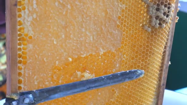 手はナイフを使用してフレームに蜂蜜と蜂の巣を詰まらせる。養蜂家は、蜂の巣を開封します。. — ストック動画