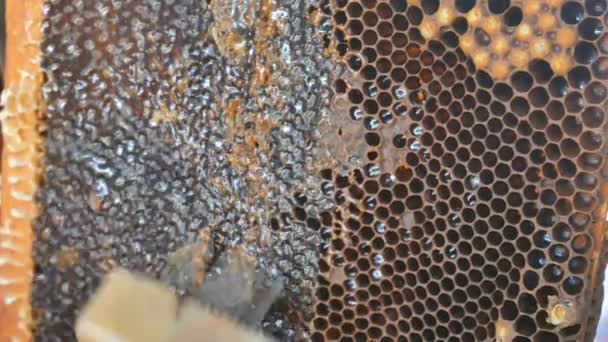 Kézi késsel akadozik lépek mézzel keretben. Méhész kinyitására méhsejt. — Stock videók