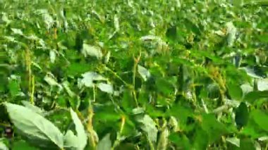 Güneş ışığı içinde taze yeşil soya soya alanıyla