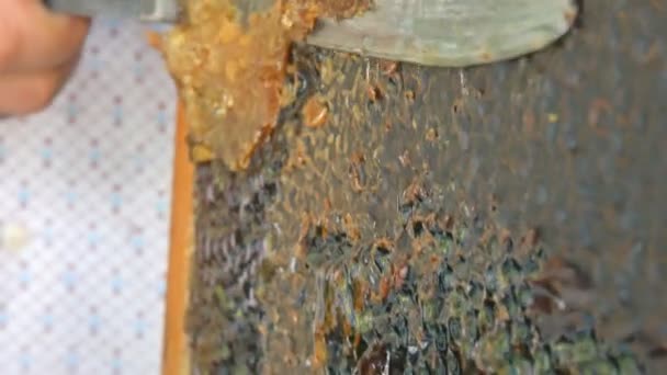 Hand using a knife to clog honeycombs with honey in a frame. Beekeeper Unseal Honeycomb. — Stock Video