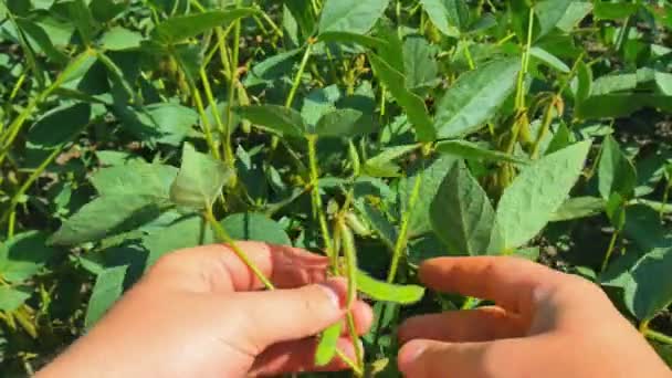 Granjero mano analizar la soja verde en el campo . — Vídeo de stock