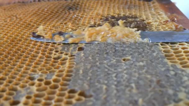 Ručně pomocí nože ucpat medových plástech s medem v rámu. Včelař otevřít Honeycomb. — Stock video