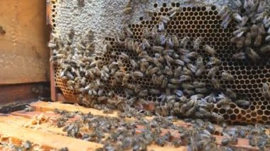 Arılar petek üzerinde. Arıların kovan ortasında