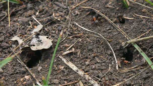 Ants running around near hole in ground, Macro and close-up insect. — Stock Video