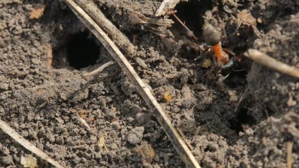 Hormigas corriendo cerca del agujero en el suelo, Macro e insectos de primer plano . — Vídeos de Stock