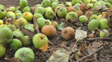 Düşen elma ağacından. Çürüyen elma elma ağacı kırsal bahçede güneşli sonbahar sabahı altında.