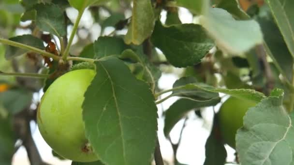 Зеленые яблоки на дереве, движения камеры . — стоковое видео