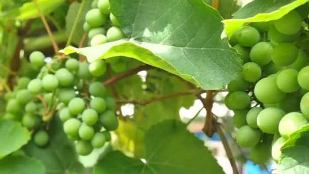 Bagas de uva verdes jovens na árvore. Bando de uvas verdes não maduras . — Vídeo de Stock