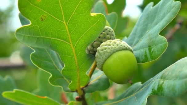 Le gland vert sur le chêne. Des glands sur l'arbre. — Video