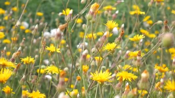 Belo campo com flores silvestres amarelas. As plantas estão a mover-se ao vento. profundidade de campo rasa . — Vídeo de Stock