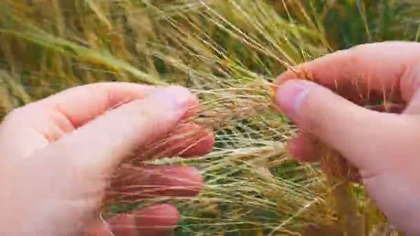 Männerhände im Gerstenfeld. Korn in den Händen. Menschenhände, die Gerstenkorn halten. Landwirt überprüft die Qualität von Stacheln und Weichkörnern — Stockvideo