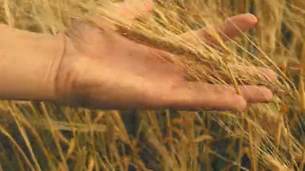 Крупный план женской руки, бегущей по пшеничному полю, выстрел в куклу — стоковое видео