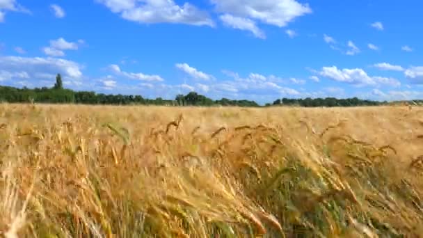 Uši z pšenice a zamračené oblohy. — Stock video