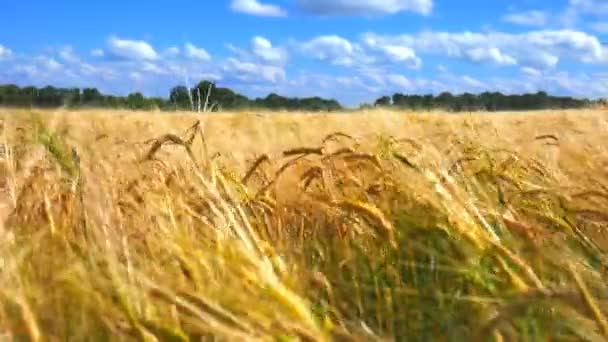 TimeLapse, Orejas de trigo y cielo nublado . — Vídeo de stock