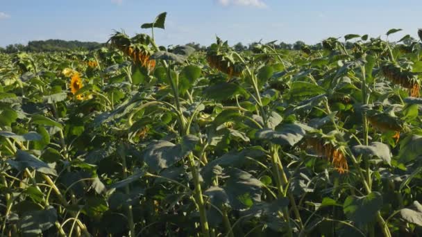 Campo de girassol maduro. Campos de girassol em luz quente da noite. Campos de girassol durante o pôr do sol. Girassóis secos — Vídeo de Stock