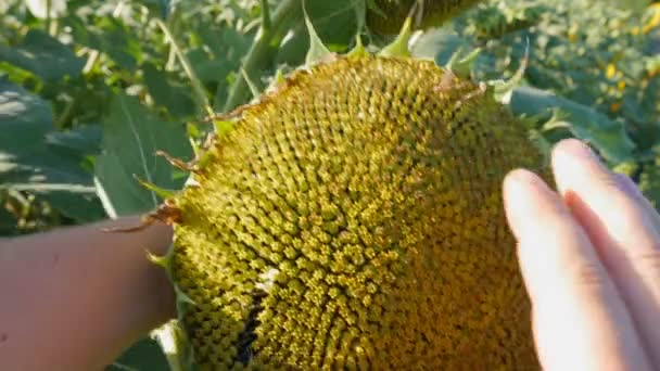 Mão do agricultor verificar sementes maduras de girassóis cabeça. Analisando a colheita da agricultura helianthus no campo rural — Vídeo de Stock