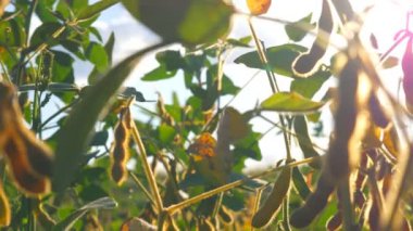 Güneş ışınlarına karşı mavi gökyüzünün altında soya dallarında. Kuru ve yeşil soya.