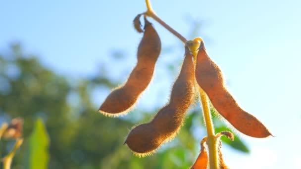 Branches of soybean under the blue sky, against the rays of the sun. — Stock Video