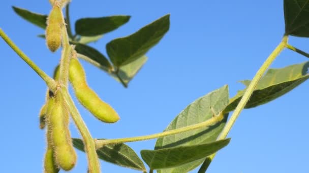 Green soybean field close up against the blue sky background, soy bean crops in field — Stock Video