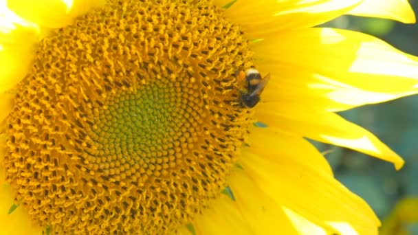 Zonnebloem werken bee heldere zonnige weer close-up van natuurlijke energie biologische landbouw schone boerderij buiten bijen pollen — Stockvideo