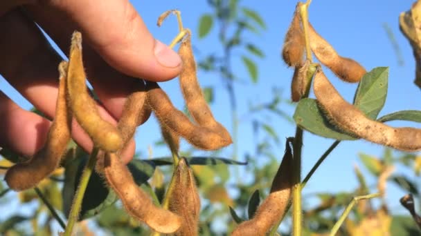 Granjero Mano Analizar Soja Campo Contra Cielo Azul — Vídeos de Stock