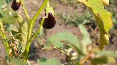 Colorado haşere böcek patlıcan ve yaprakları