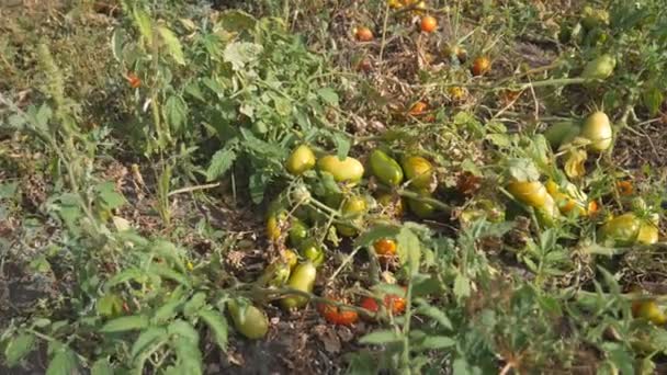 Green, unripe and red, ripe tomatoes on the vine in field. Fresh, organic plants in the garden. Sound of heavy rain. Solanum lycopersicum — Stock Video