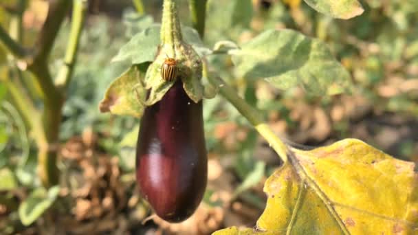 Колорадский жук-вредитель на баклажанах и листьях — стоковое видео
