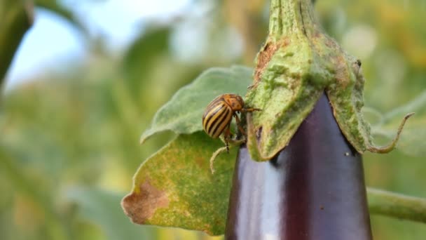 Колорадский жук-вредитель на баклажанах и листьях — стоковое видео