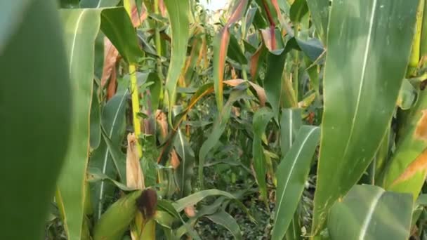 Young green corn cobs grow on a cornfield — Stock Video