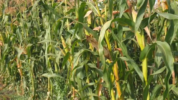 Jonge groene maïskolven groeien op een cornfield — Stockvideo