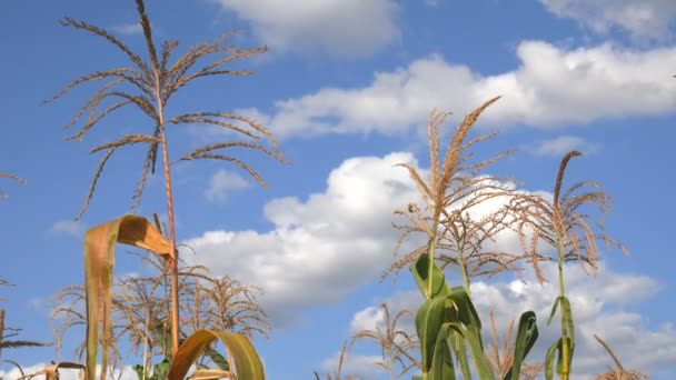 Campos de milho no verão, caules de milho tremendo na brisa com nuvens e céu idílico no fundo — Vídeo de Stock