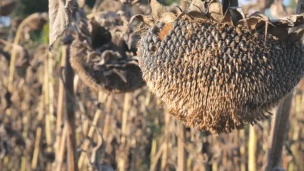 Dry sunflowers on the field in autumn. Harvest sunflower seeds in autumn. Dry stalk of a sunflower close-up view on a field. Sunflower field affected by drought. — Stock Video