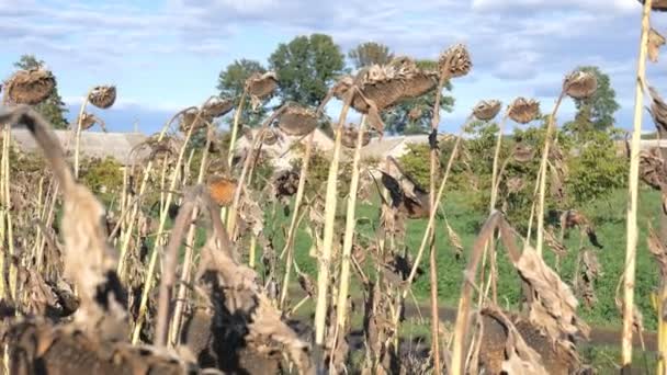 Droge zonnebloemen op het veld in de herfst. Zonnebloempitten oogst in de herfst. Droge stengel van een zonnebloem close-up weergave op een veld. Zonnebloem veld door droogte getroffen. — Stockvideo