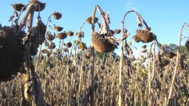 Ayçiçeği sahada sonbaharda kuru. Ayçiçeği tohumları sonbaharda hasat. SAP ayçiçek yakın çekim manzara mavi gökyüzüne karşı kuru. Ayçiçeği alan kuraklık tarafından etkilenen.
