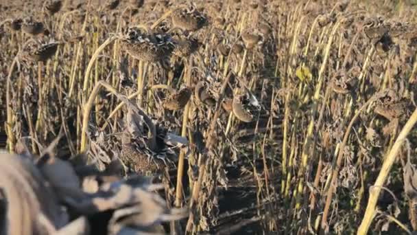 Dry sunflowers on the field in autumn. Harvest sunflower seeds in autumn. Dry stalk of a sunflower close-up view on a field. Sunflower field affected by drought. — Stock Video