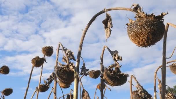 Dry sunflowers on the field in autumn. Harvest sunflower seeds in autumn. Dry stalk of a sunflower close-up view against the blue sky. Sunflower field affected by drought. — Stock Video